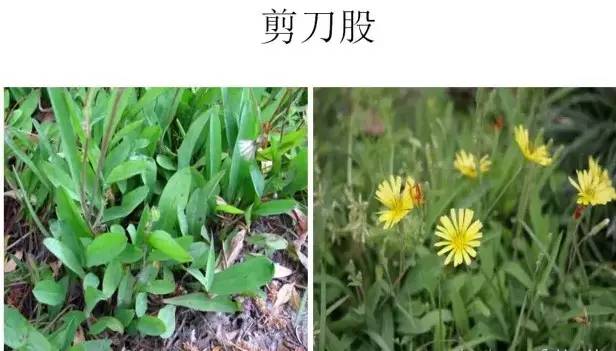 路边的野草，你认识几种？