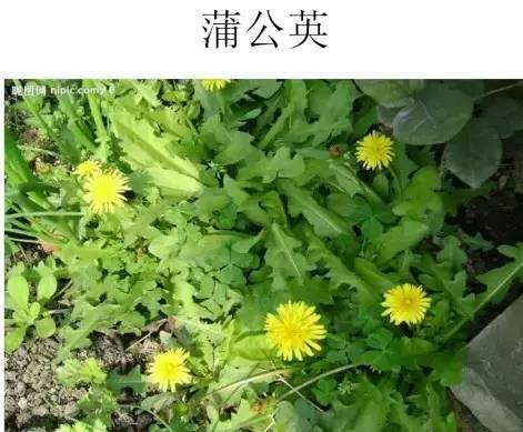 路边的野草，你认识几种？