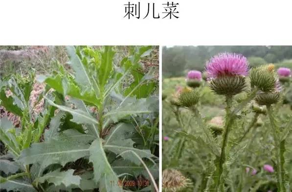 路边的野草，你认识几种？