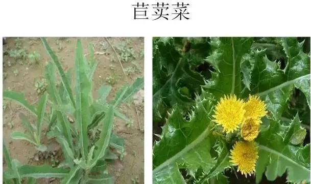 路边的野草，你认识几种？