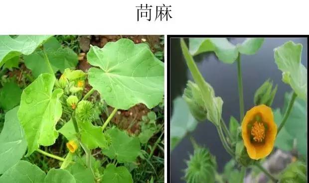 路边的野草，你认识几种？