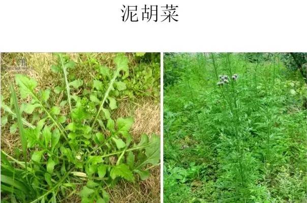 路边的野草，你认识几种？