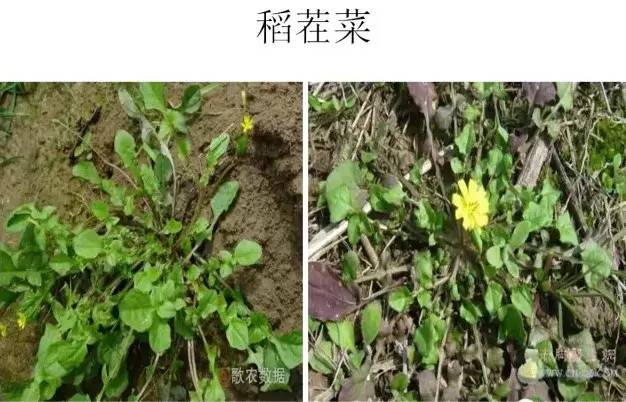 路边的野草，你认识几种？