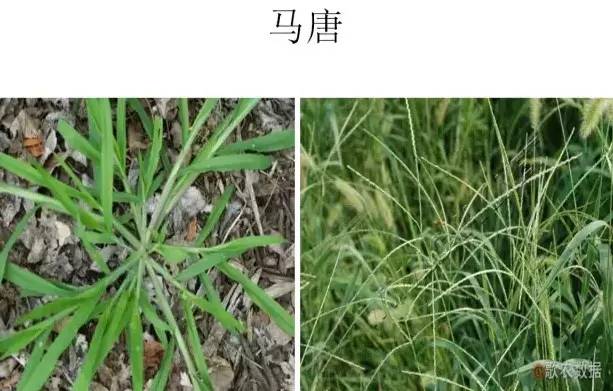 路边的野草，你认识几种？