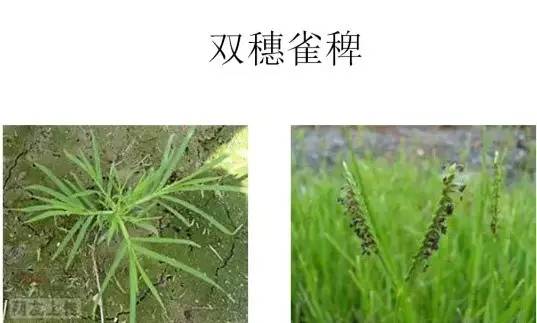 路边的野草，你认识几种？