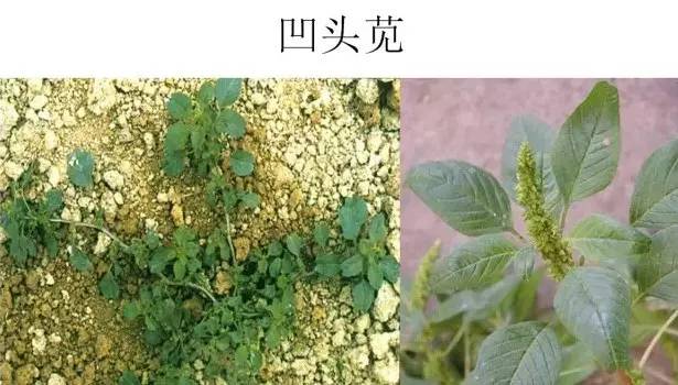 路边的野草，你认识几种？