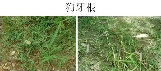 路边的野草，你认识几种？