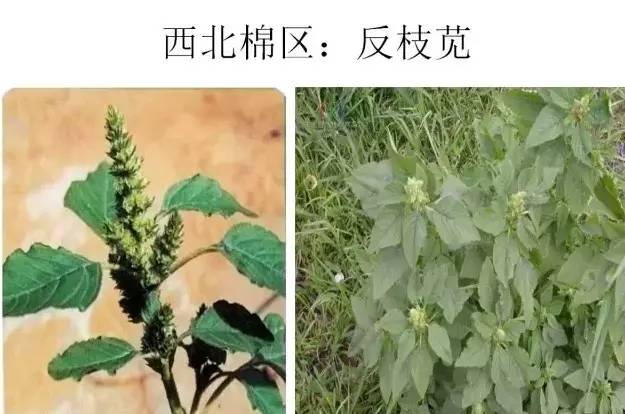 路边的野草，你认识几种？