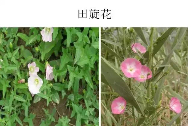 路边的野草，你认识几种？