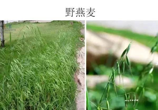 路边的野草，你认识几种？