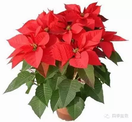“一品红”的栽培技术