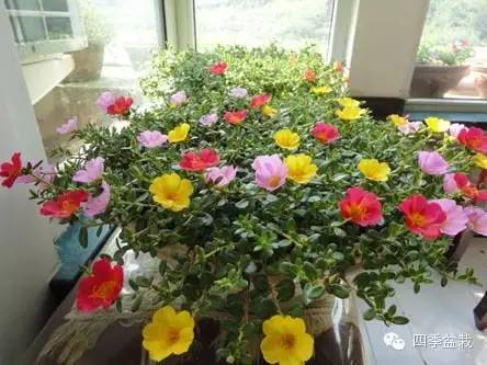 超级耐旱的花儿----太阳花
