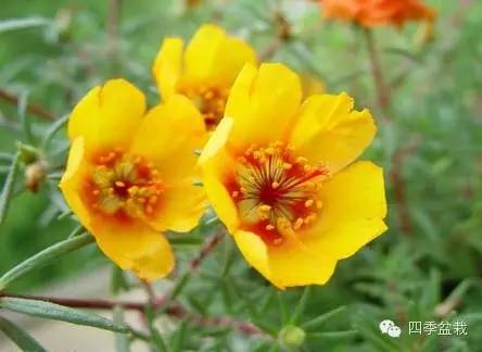 超级耐旱的花儿----太阳花