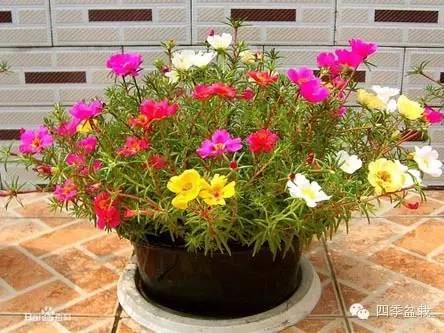 超级耐旱的花儿----太阳花