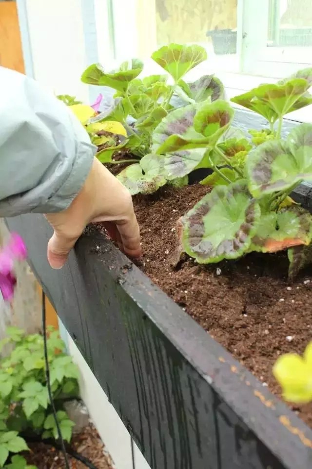 DIY在窗户种鲜花