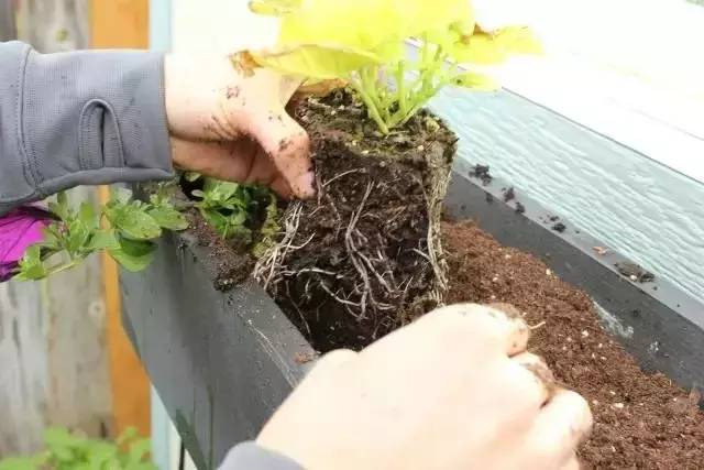 DIY在窗户种鲜花