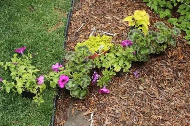 DIY在窗户种鲜花