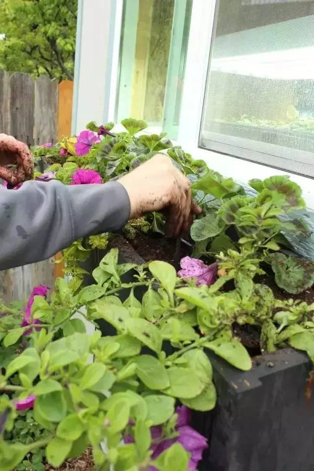 DIY在窗户种鲜花