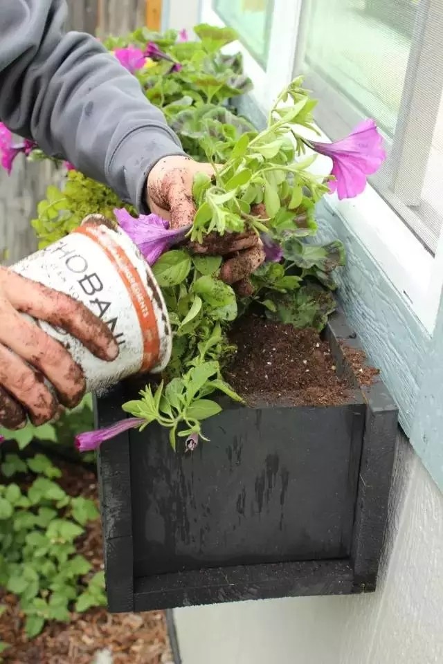 DIY在窗户种鲜花