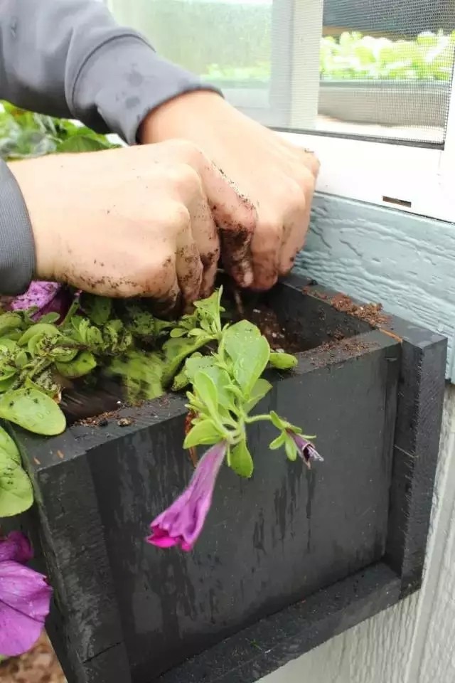 DIY在窗户种鲜花