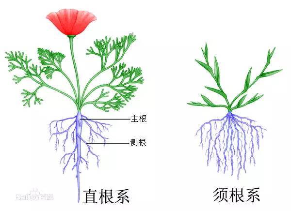 施肥不如修根？