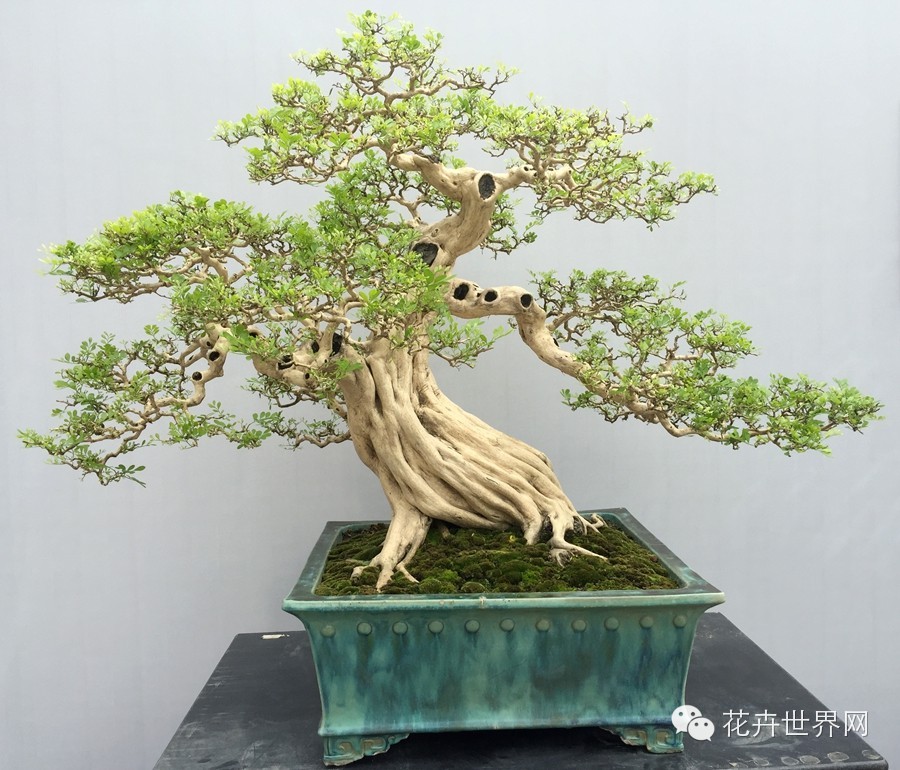2015国际盆景大会暨亚太盆景赏石大会掠影