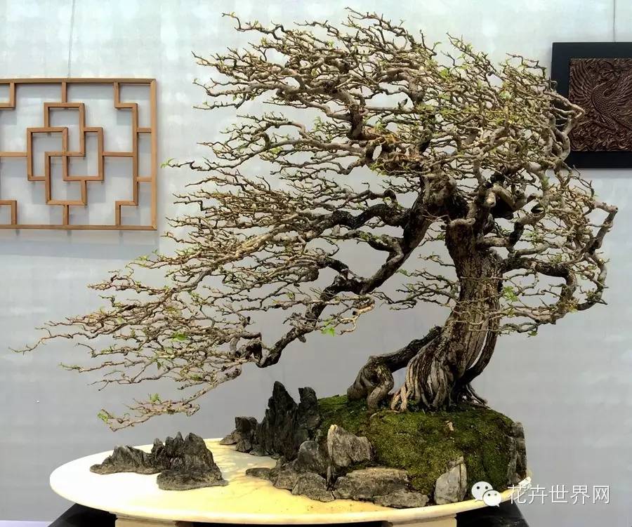 2015国际盆景大会暨亚太盆景赏石大会掠影