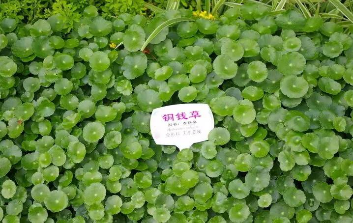 铜钱草，宁静的美。（附带养殖方法和注意事项）