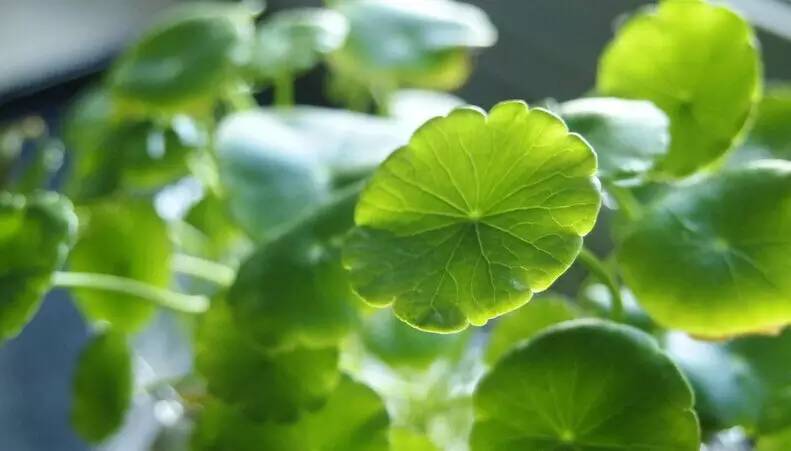 铜钱草，宁静的美。（附带养殖方法和注意事项）