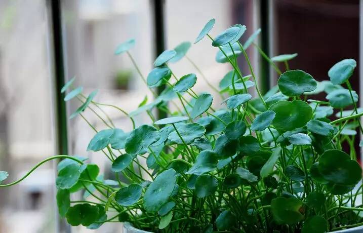 铜钱草，宁静的美。（附带养殖方法和注意事项）
