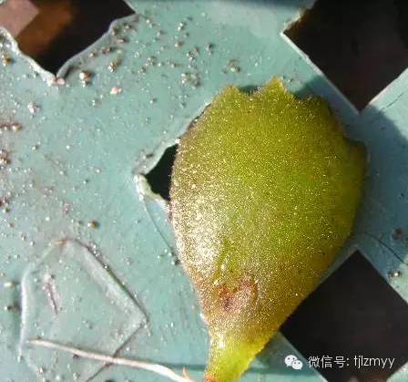 “熊孩子”叶插也可以成功，只有想不到没有做不到！