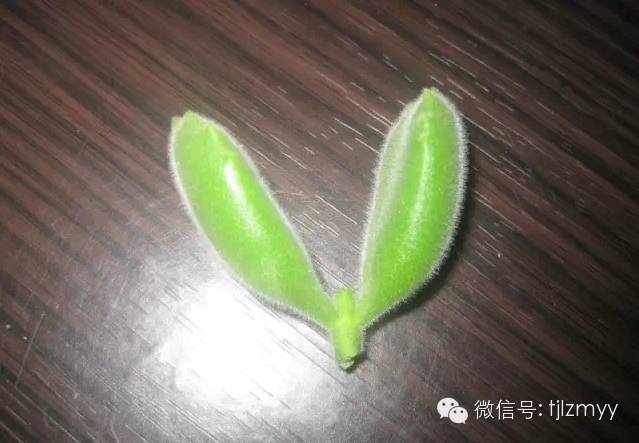 “熊孩子”叶插也可以成功，只有想不到没有做不到！