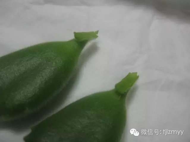 “熊孩子”叶插也可以成功，只有想不到没有做不到！