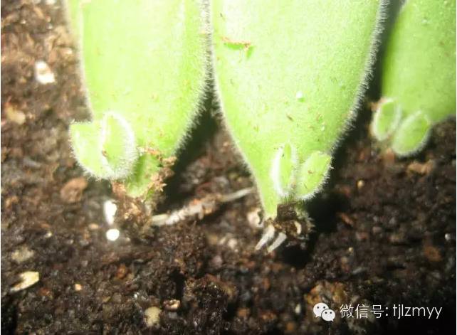 “熊孩子”叶插也可以成功，只有想不到没有做不到！