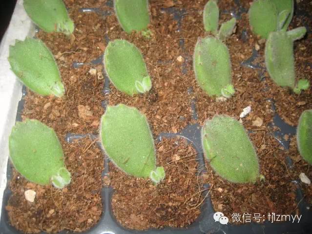 “熊孩子”叶插也可以成功，只有想不到没有做不到！