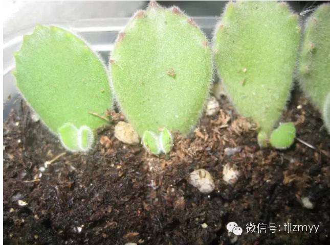 “熊孩子”叶插也可以成功，只有想不到没有做不到！