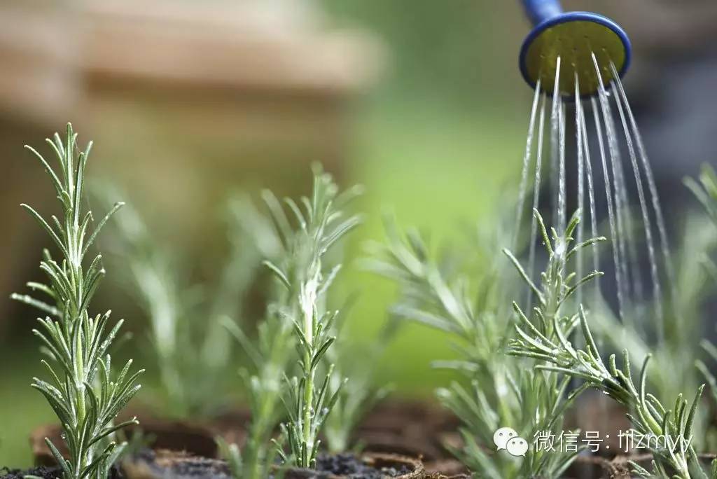 一直说见干见湿，怎样判断你的花是不是缺水？