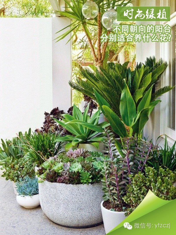 不同朝向的阳台分别适合养什么花?