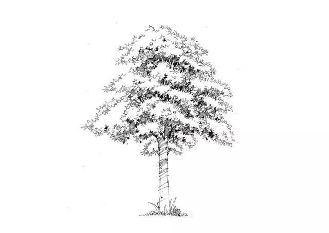 『实战干货』如何手绘植物