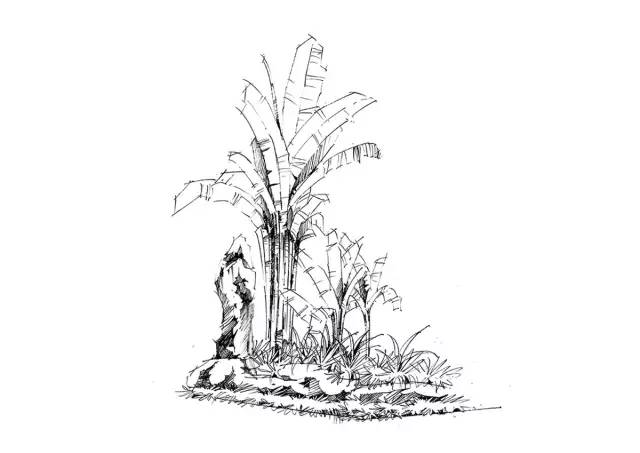 『实战干货』如何手绘植物