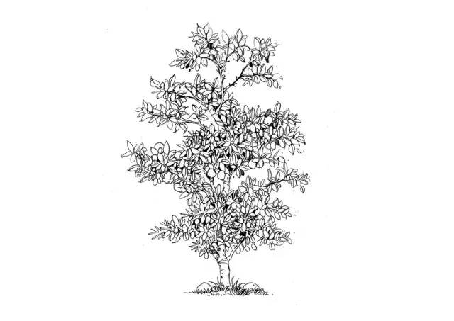 『实战干货』如何手绘植物