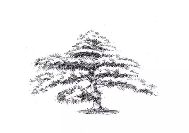 『实战干货』如何手绘植物