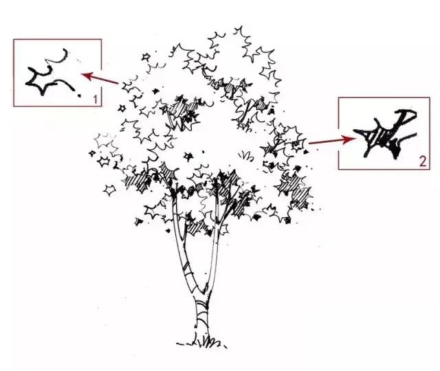 『实战干货』如何手绘植物