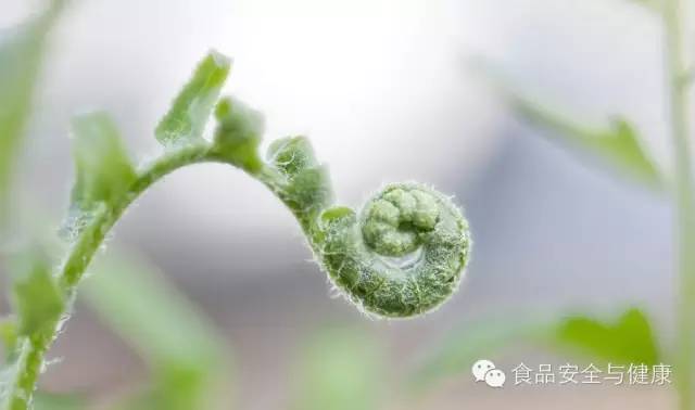 蕨菜的秘密