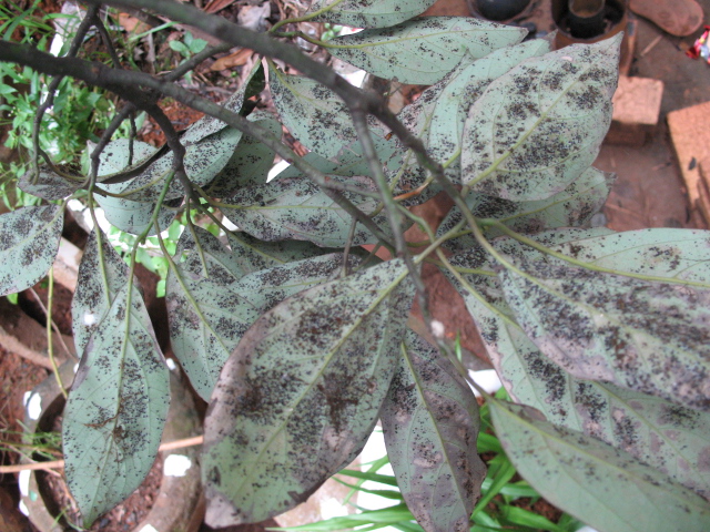 樟科植物白粉病