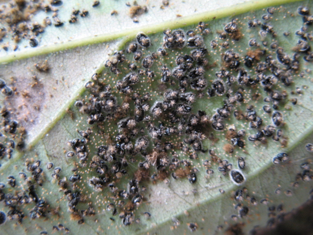 樟科植物白粉病