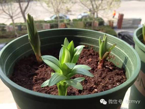 资深花友讲百合种球怎么种万无一失