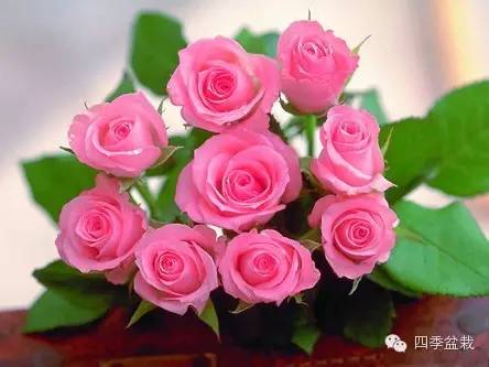 你买的鲜花能放多久？