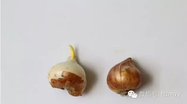 球根植物的秋种春收，太实用了