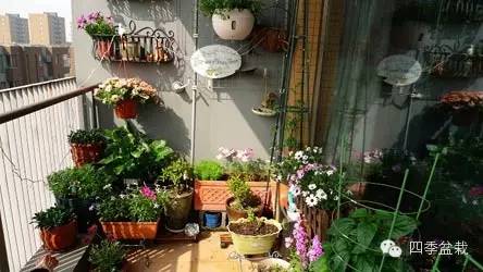 封闭阳台怎么种花？